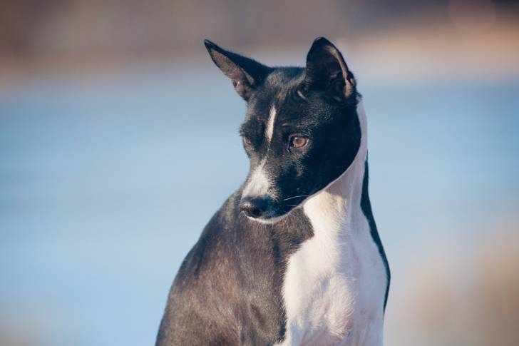 Un Basenji noir et blanc