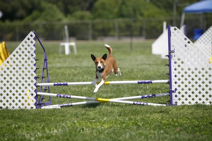 Photo Basenji