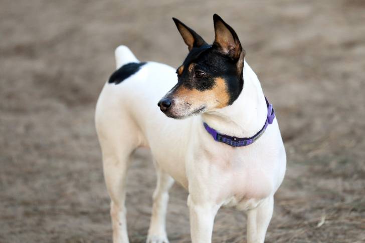 Photo Basenji