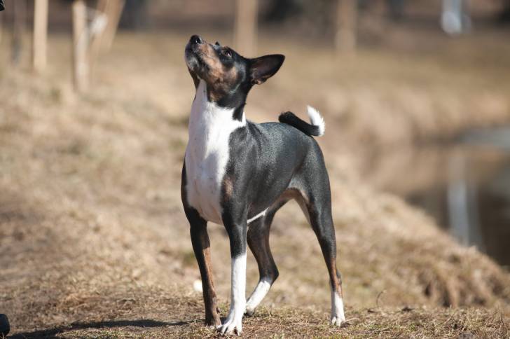 Photo Basenji