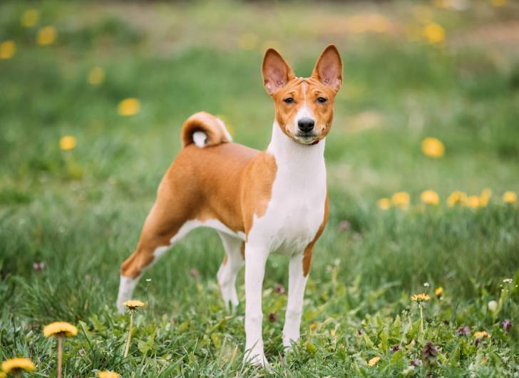 Photo Basenji