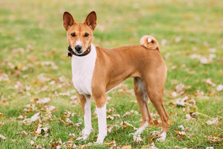 Un Basenji debout au milieu d'un jardin