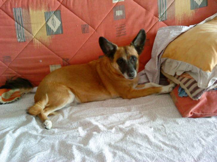 Wendy - Basenji (11 ans)