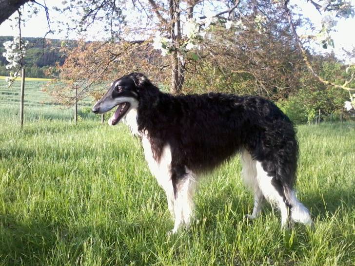 Achat - Barzoï Mâle (2 ans)