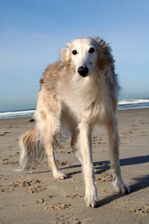 Kirby - Barzoï Mâle (7 ans)