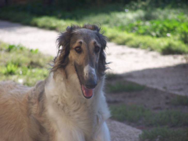 Douchka - Barzoï (5 ans)