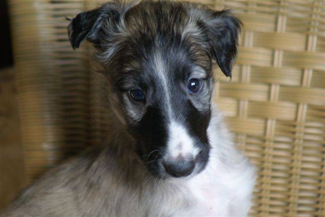 barzoi - Barzoï