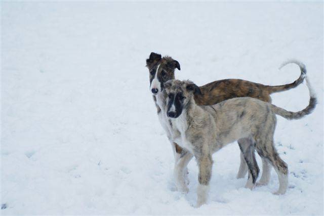 barzoi - Barzoï