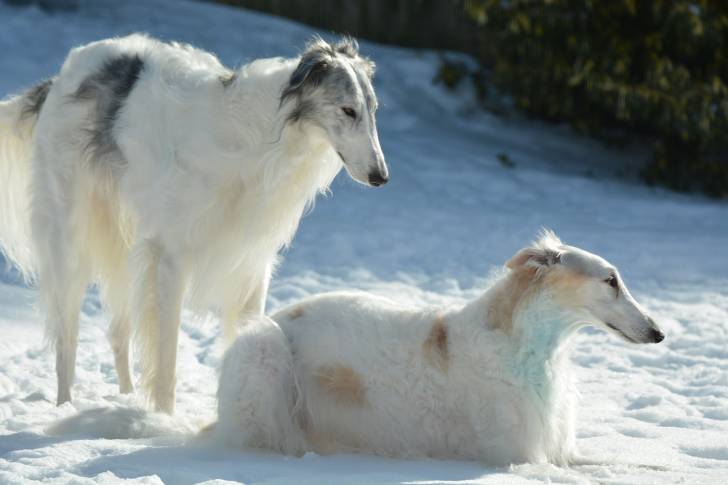 Deux Barzoi dans la neige