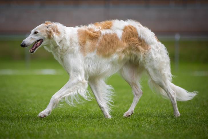 Un Barzoï blanc et roux marchant dans l'herbe