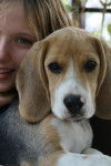 Beagle - Anatole - Beagle