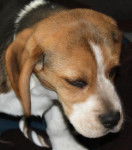 Beagle Gibbs - Beagle