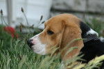 Anatole - Beagle