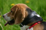 Anatole - Beagle