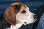 Photo de Beagle : Théo - Beagle