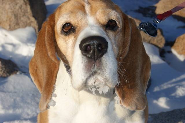 Inka von den Ederauen - Beagle (9 ans)