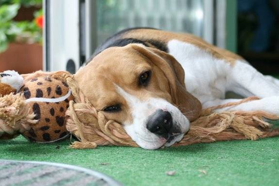 Urson - Beagle Mâle (6 ans)