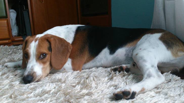 Dante - Beagle Mâle (1 an)