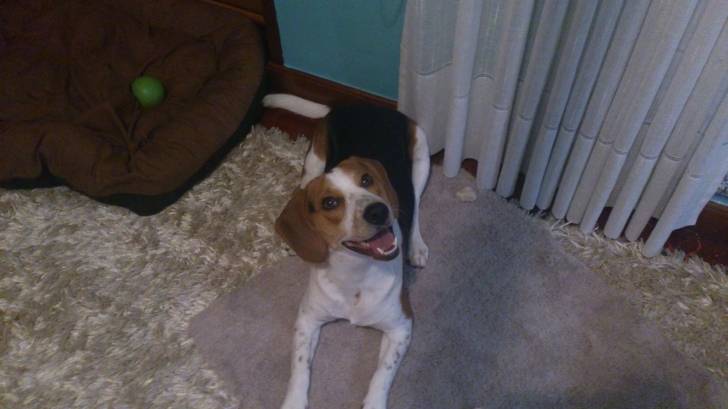 Dante - Beagle Mâle (1 an)