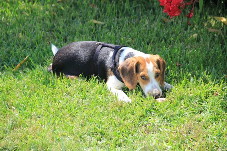 Dante - Beagle Mâle (1 an)