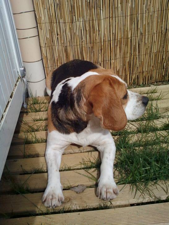 Bixie - Beagle (7 ans)