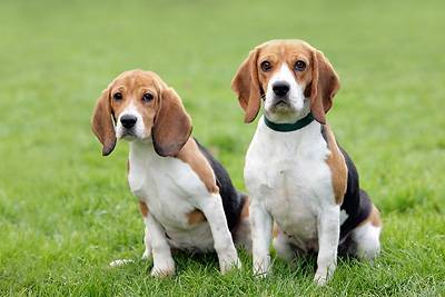lune - Beagle Mâle (9 mois)