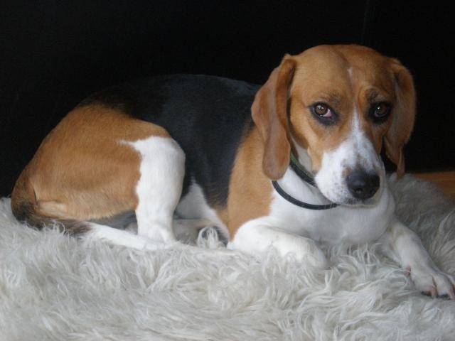 Beagle-LOLA - Beagle