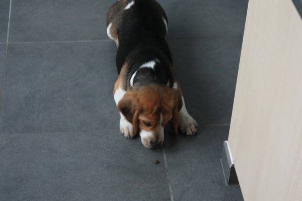 Beagle Gibbs - Beagle