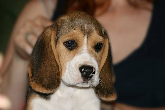 Anatole chiot - Beagle