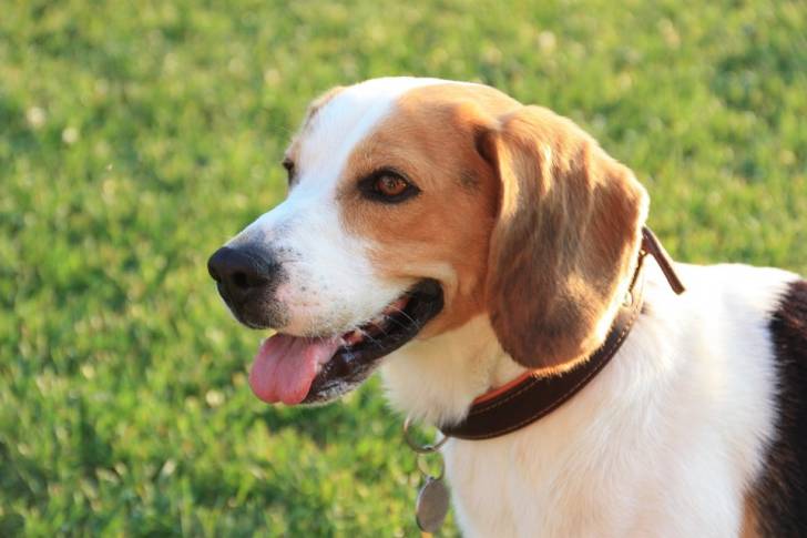 Le Beagle - Beagle