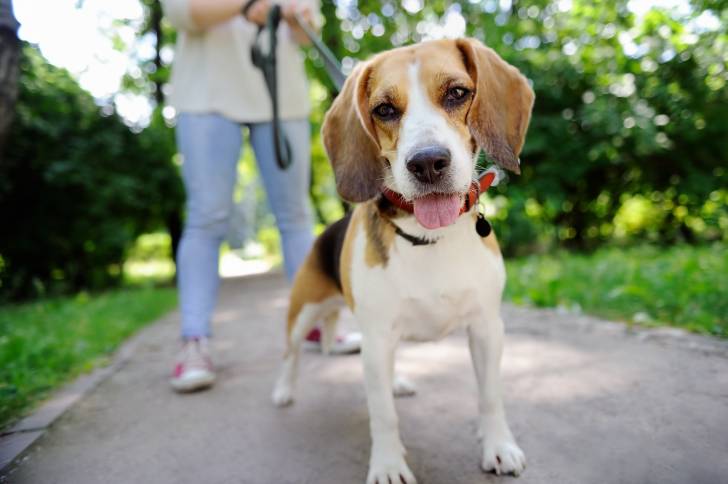 Un Beagle promené en laisse