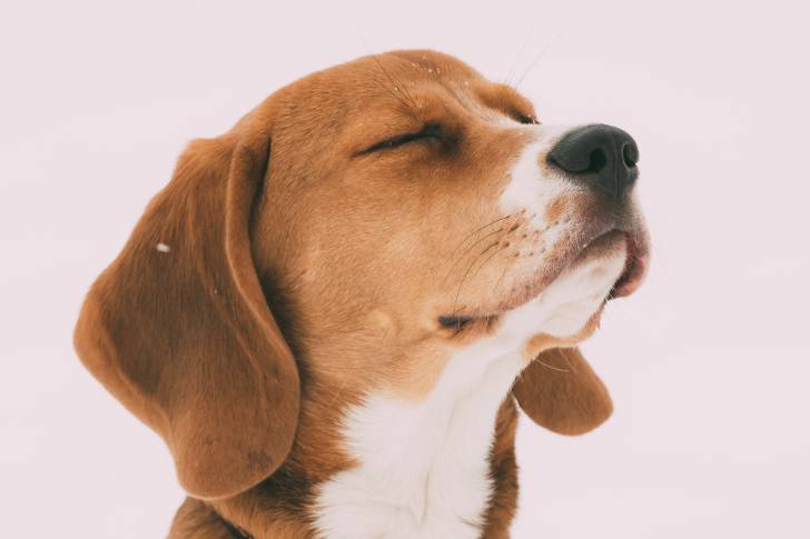 Vue proche d'un Beagle avec les yeux fermés