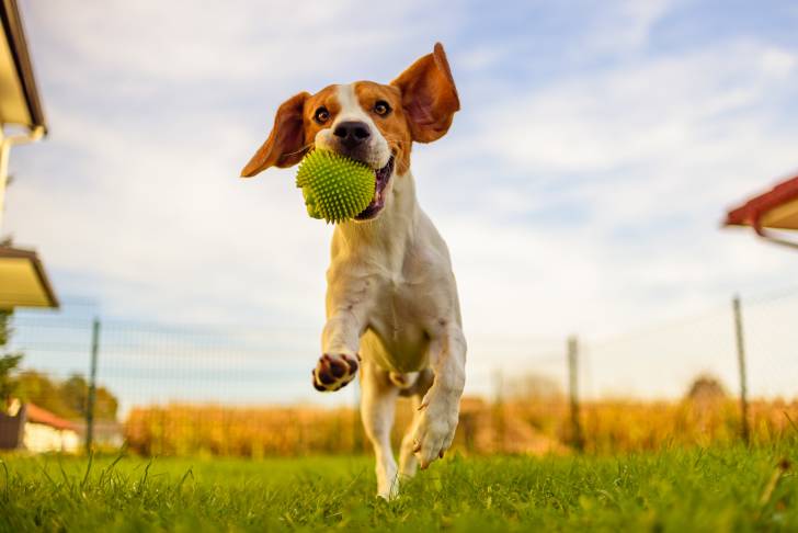 Un Beagle bondit en l'air pour attraper une balle