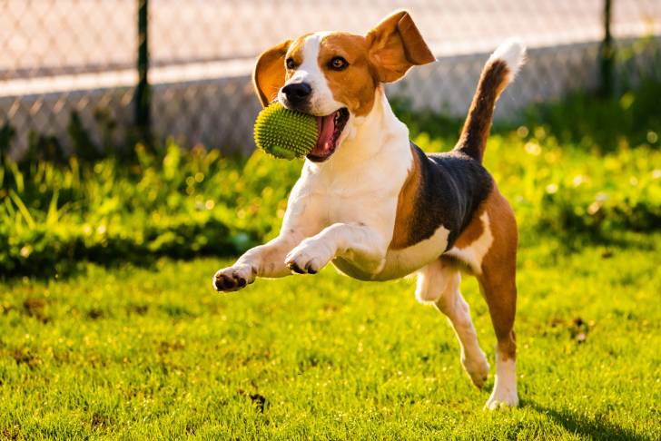 Un Beagle qui court avec une balle dans la gueule