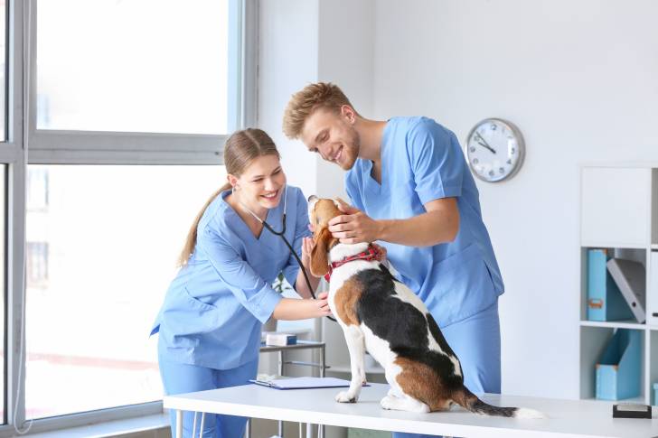 Un Beagle en visite chez le vétérinaire
