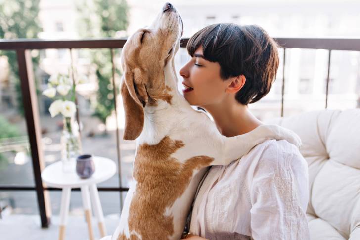 Un Beagle dans les bras de sa maitresse