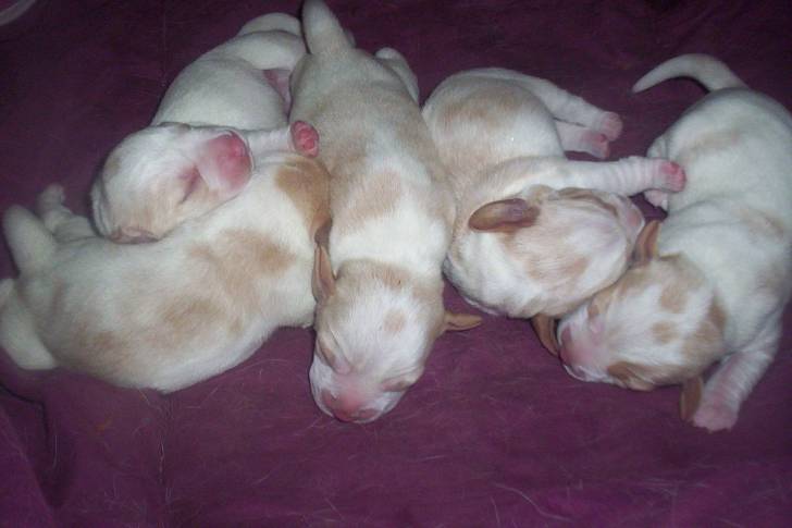 bb - Beagle