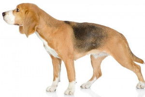 Un Beagle en position statique sur fond blanc