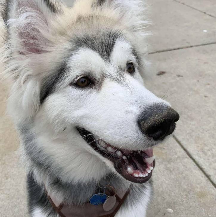 Un Alusky sur une surface bétonnée et portant un harnais 