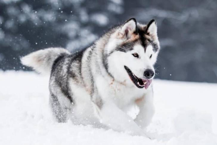 Un Alusky courant sur une surface enneigée