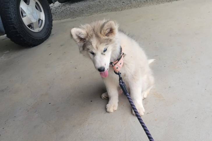 Un Alusky assis sur une surface bétonnée et qui est tenu en laisse 