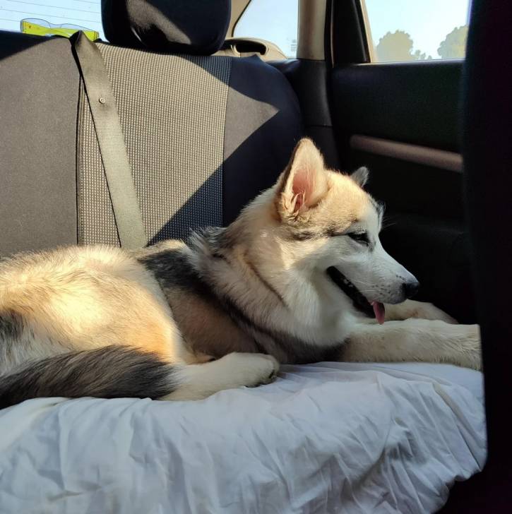 Un Alusky allongé sur la banquette arrière d'une voiture et semblant détendu 