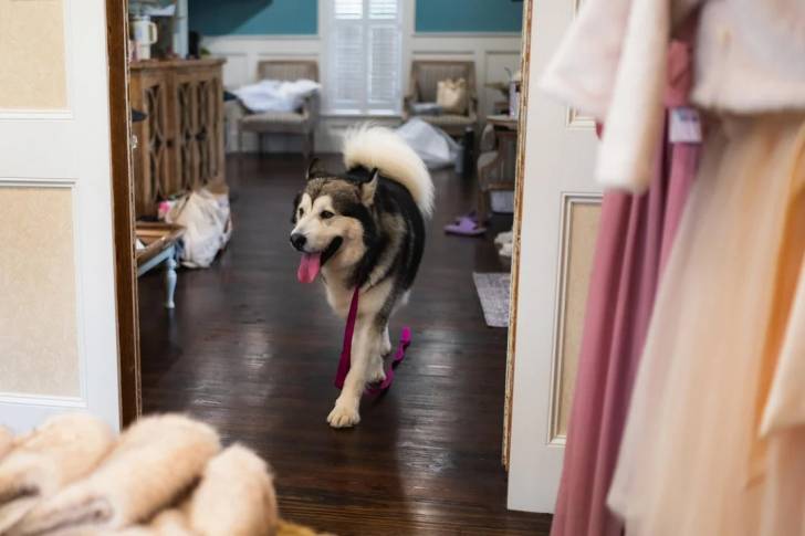 Un Alusky ayant la langue pendante et qui est tenu en laisse