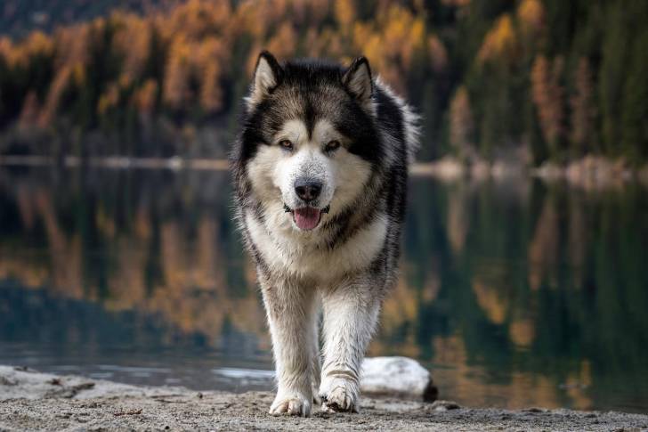 Un Alusky marchant sur une berge et regardant vers la caméra 