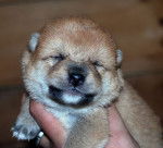 faline - Shiba Inu (1 an)