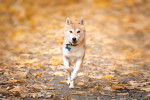 Un Shiba Inu qui court sur des feuilles