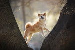Un Shiba Inu qui se tient entre deux troncs d'arbres