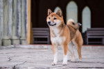 Un Shiba Inu pris en photo devant une cathédrale