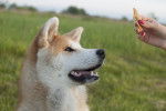 Photo Shiba Inu