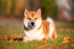 Un Shiba Inu roux et blanc allongé dans l'herbe
